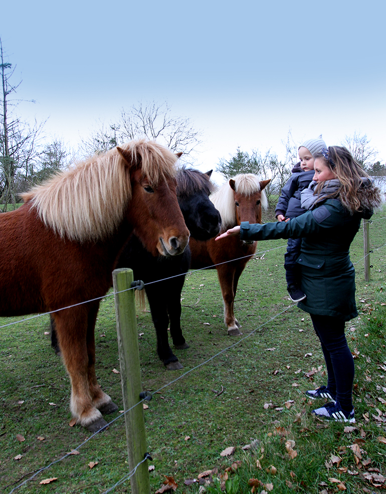 Klapper hest